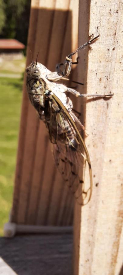 Domaine Du Bancourel Bed & Breakfast Calviac-en-Perigord ภายนอก รูปภาพ